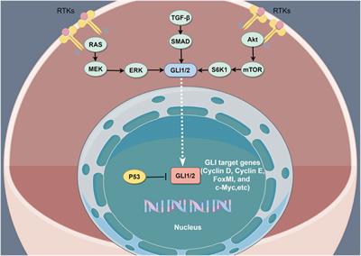 Hedgehog signaling and the glioma-associated oncogene in cancer radioresistance